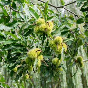 Châtaignier - Castanea sativa