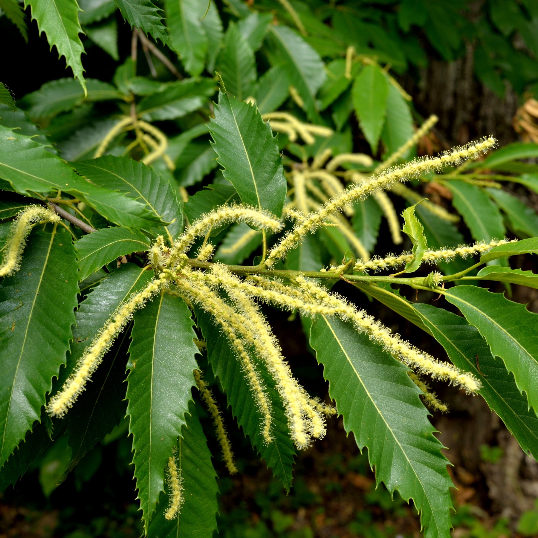 Châtaignier - Castanea sativa