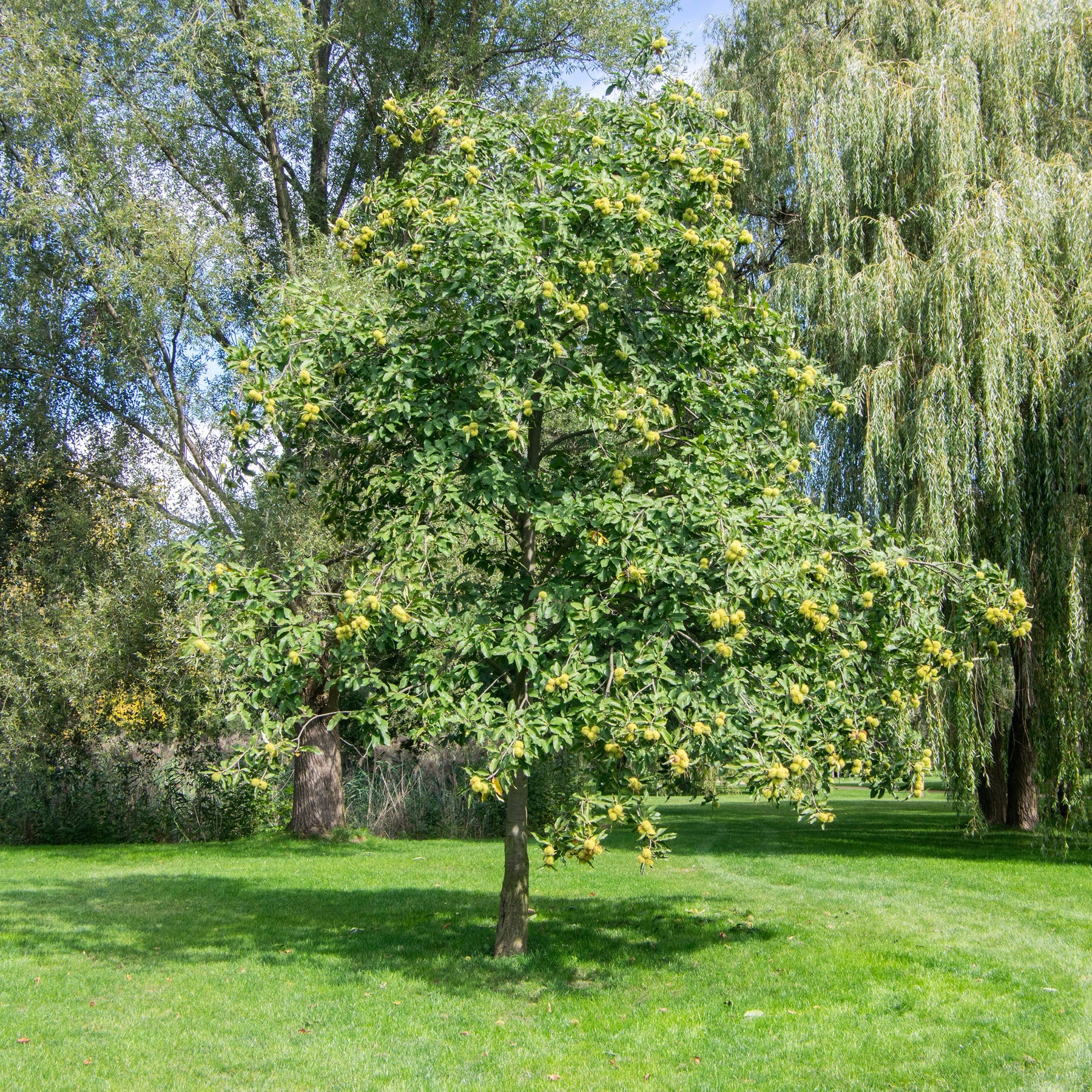 Châtaignier - Castanea sativa