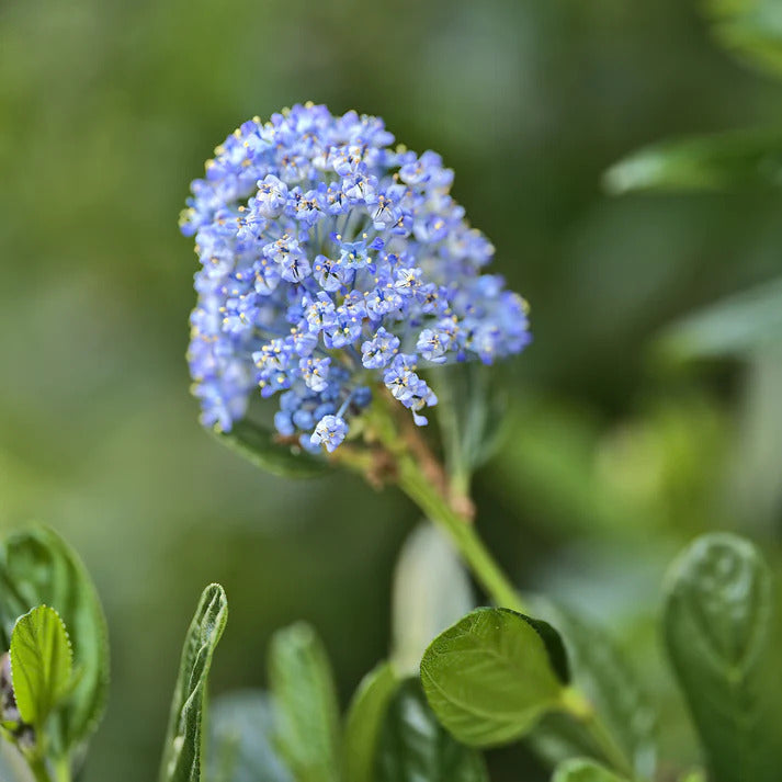 Collection de 2 Céanothes - Ceanothus impressus victoria, ceanothus x pallidus - Plantes