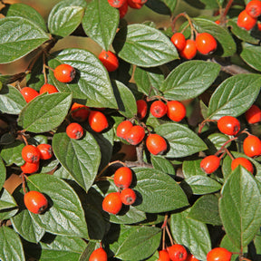 Cotoneaster franchetii EXTRA