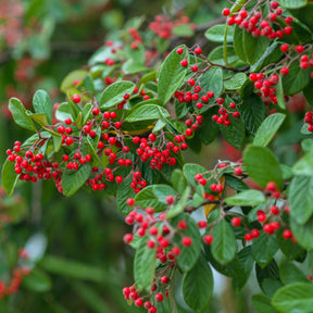 Cotoneaster franchetii EXTRA