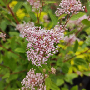 Collection de 2 Céanothes - Ceanothus impressus victoria, ceanothus x pallidus - Plantes