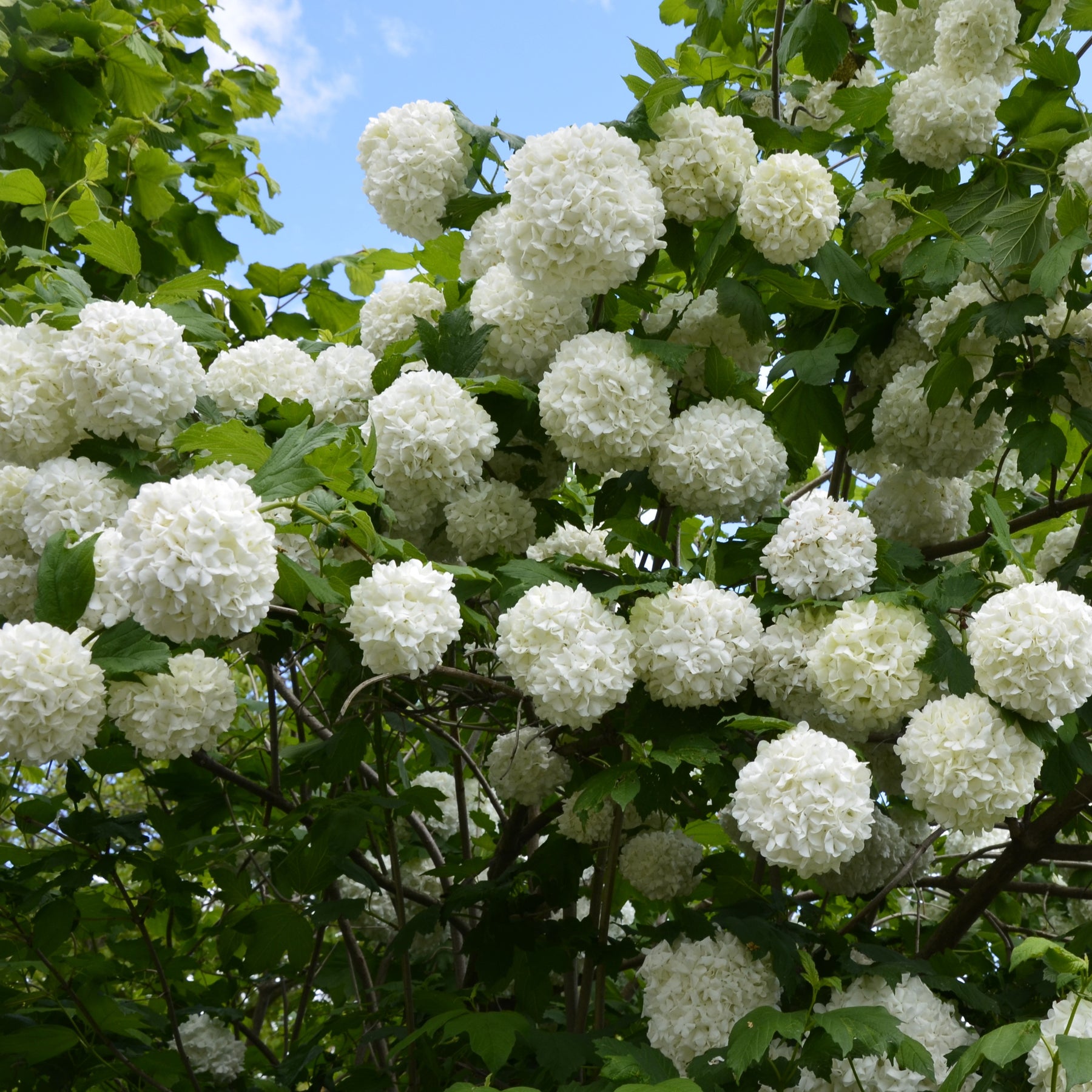 Collection Haie des quatre saisons - 6 arbustes - Viburnum opulus Roseum, Viburnum x bodnantense Dawn, Weigelia Bristol Ruby, Philadelphus virginal, Forsythia spectabilis, Tamarix ramosissima - Arbustes