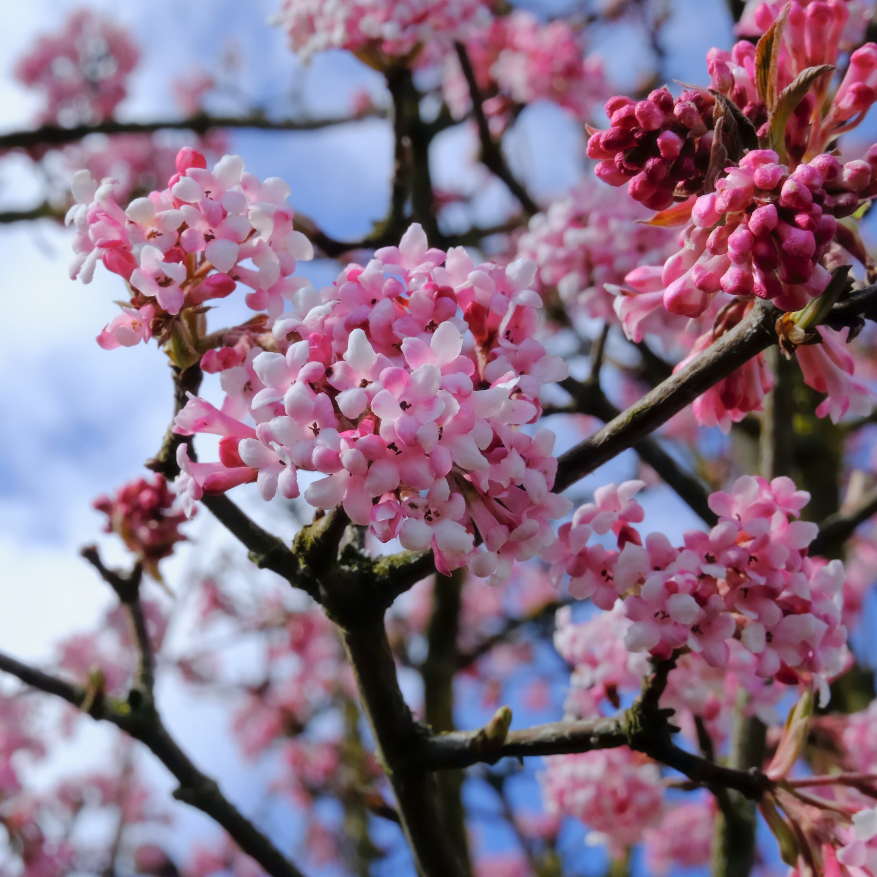 Collection Haie des quatre saisons - 6 arbustes - Viburnum opulus Roseum, Viburnum x bodnantense Dawn, Weigelia Bristol Ruby, Philadelphus virginal, Forsythia spectabilis, Tamarix ramosissima - Collections d'arbustes