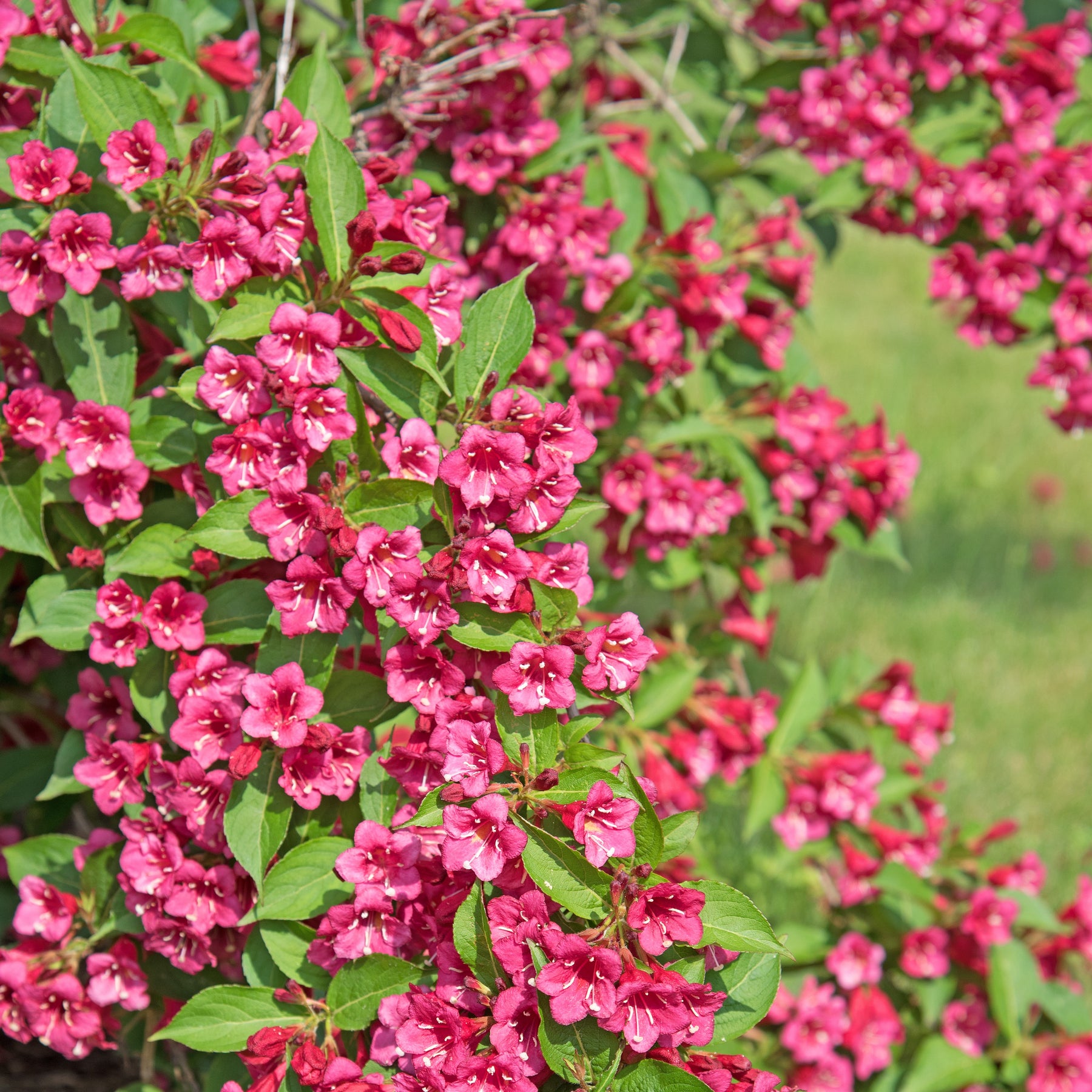 Viburnum opulus Roseum, Viburnum x bodnantense Dawn, Weigelia Bristol Ruby, Philadelphus virginal, Forsythia spectabilis, Tamarix ramosissima