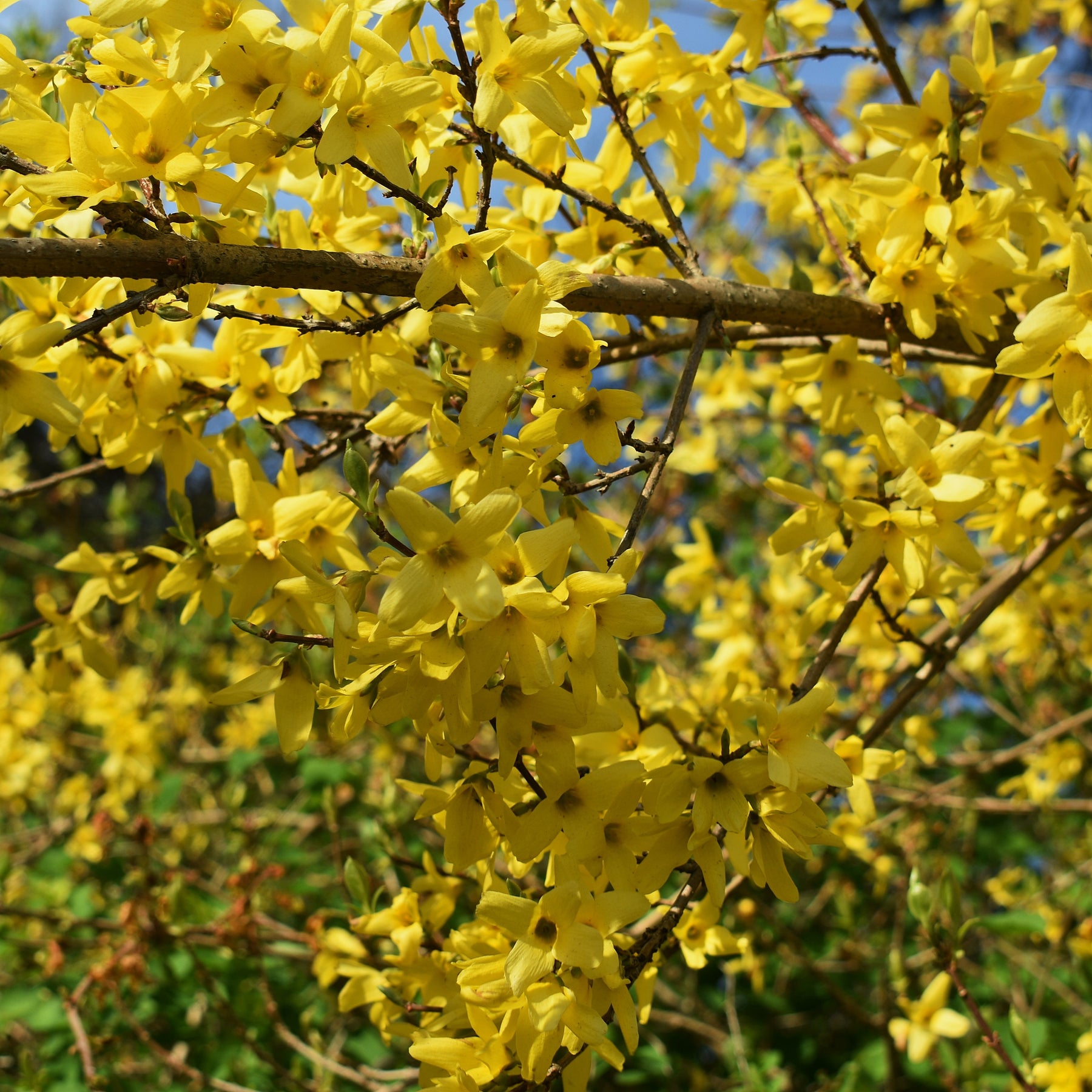 Collection Haie des quatre saisons - 6 arbustes - Viburnum opulus Roseum, Viburnum x bodnantense Dawn, Weigelia Bristol Ruby, Philadelphus virginal, Forsythia spectabilis, Tamarix ramosissima