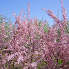 Collection Haie des quatre saisons - 6 arbustes - Viburnum opulus Roseum, Viburnum x bodnantense Dawn, Weigelia Bristol Ruby, Philadelphus virginal, Forsythia spectabilis, Tamarix ramosissima - Plantes