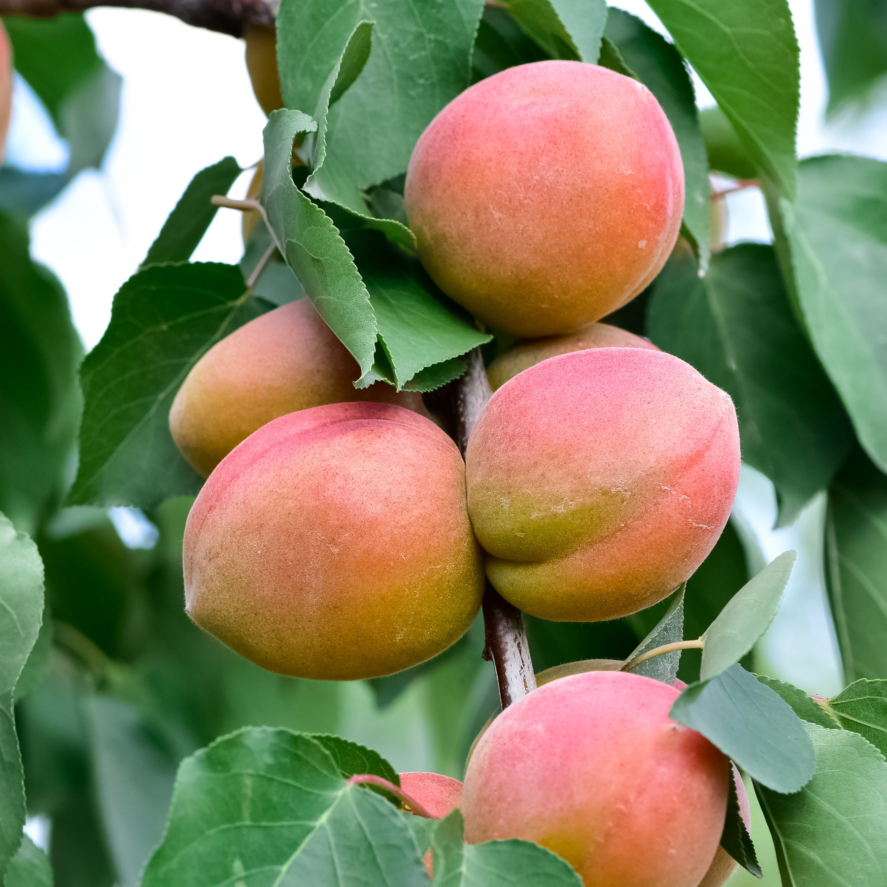 Mini-abricotier - Prunus armeniaca Aprigold - Willemse