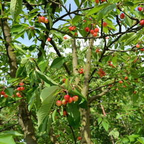 Prunus avium bigarreau Napoléon - Cerisier Bigarreau Napoleon - Cerisier