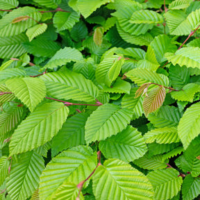 Carpinus betulus - Haie de 10 Charmes - Arbustes de haie