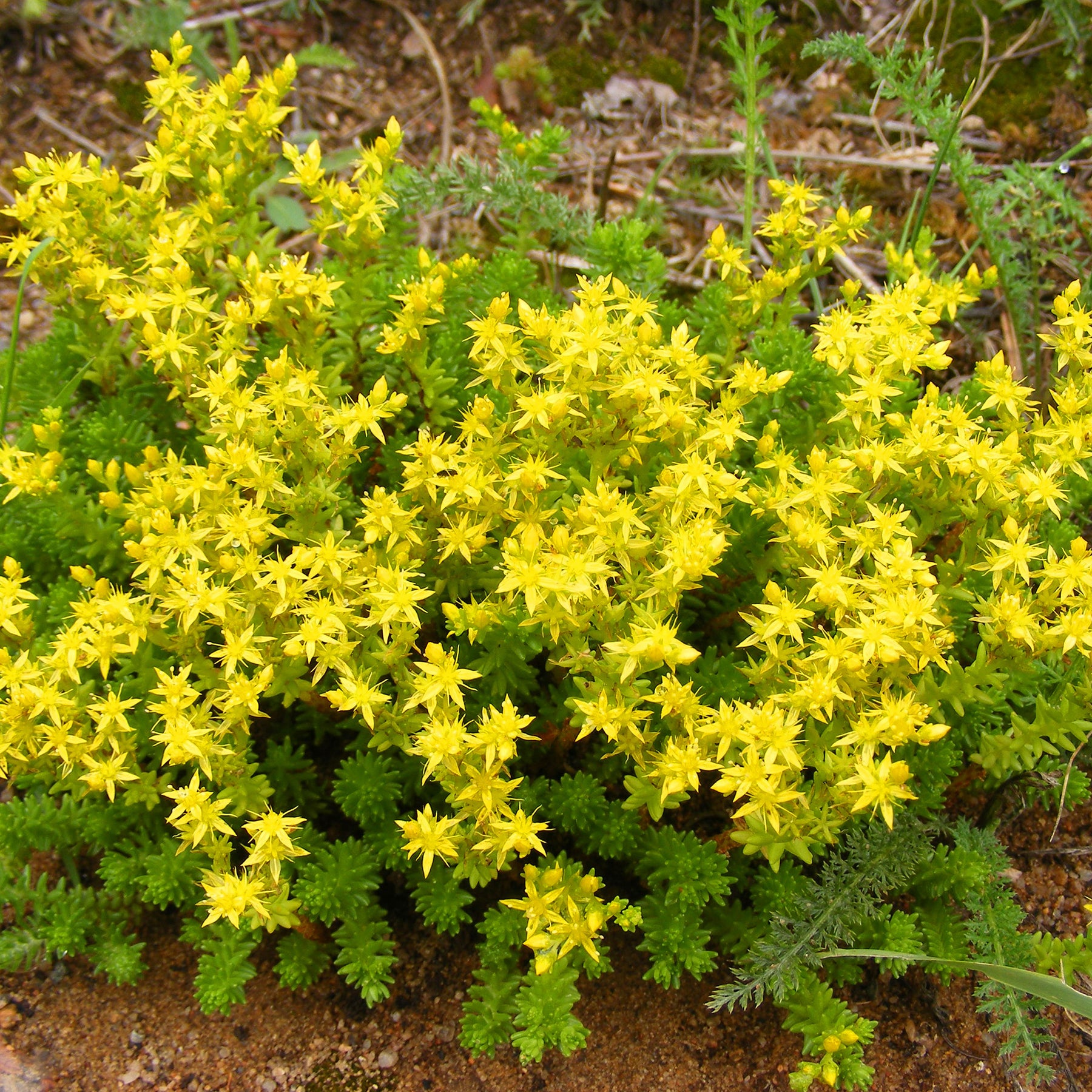 Collections de vivaces - Collection variée de 12 plantes vivaces  - 2 m² - Sedum acre, Hosta, Aster, Erigeron speciosus Rosa Jewel, Delphinium, Phlox paniculata, Thymus serpyllum, Sedum spurium, Incarvillea Delavayi, Achillea , Gypsophila paniculata, Lupinus