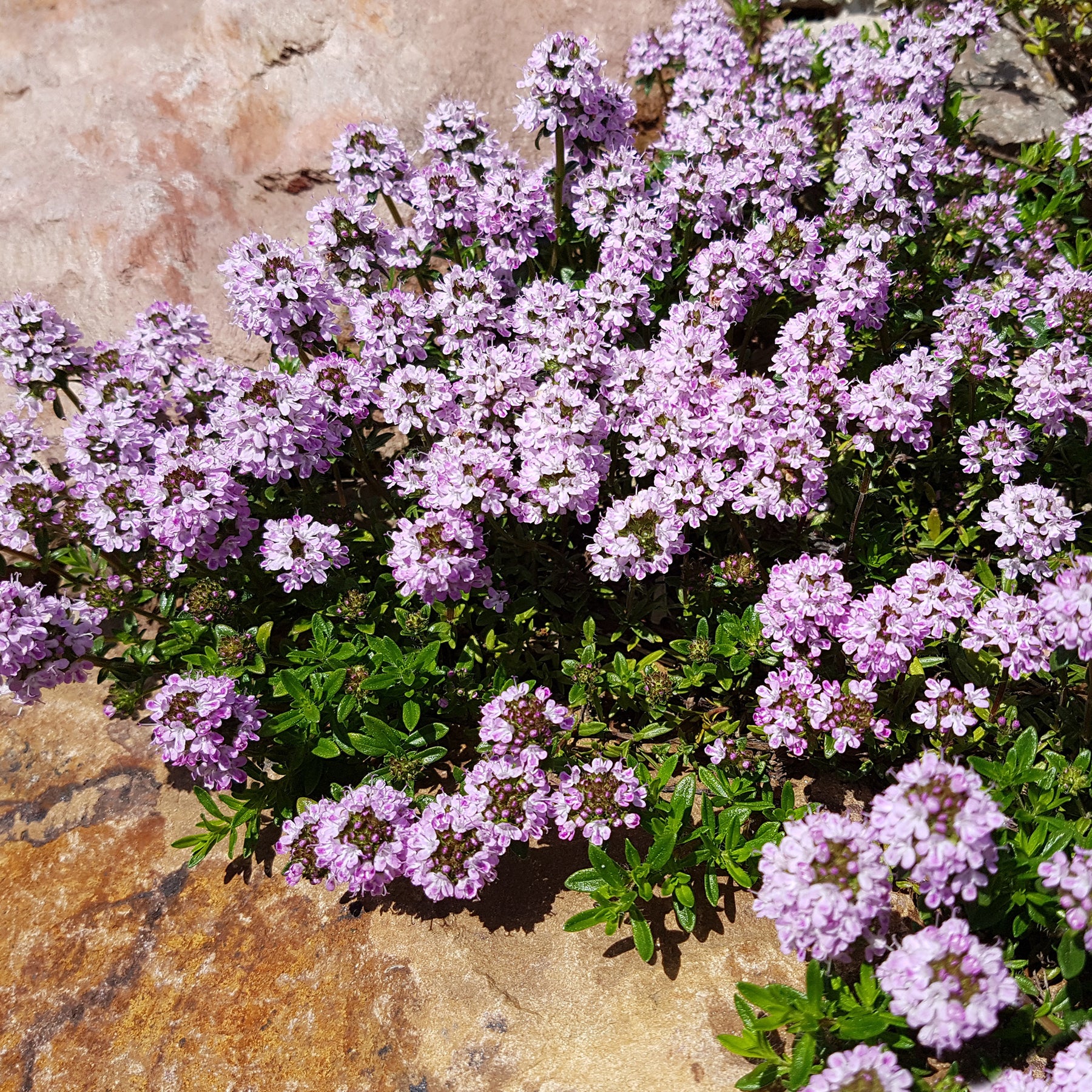 Vente Sedum acre, Hosta, Aster, Erigeron speciosus Rosa Jewel, Delphinium, Phlox paniculata, Thymus serpyllum, Sedum spurium, Incarvillea Delavayi, Achillea , Gypsophila paniculata, Lupinus - Collection variée de 12 plantes vivaces  - 2 m²