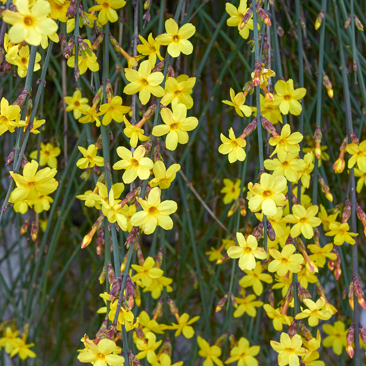 Jasmin d'hiver - Jasminum nudiflorum - Willemse