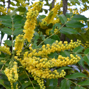 Mahonia Charity