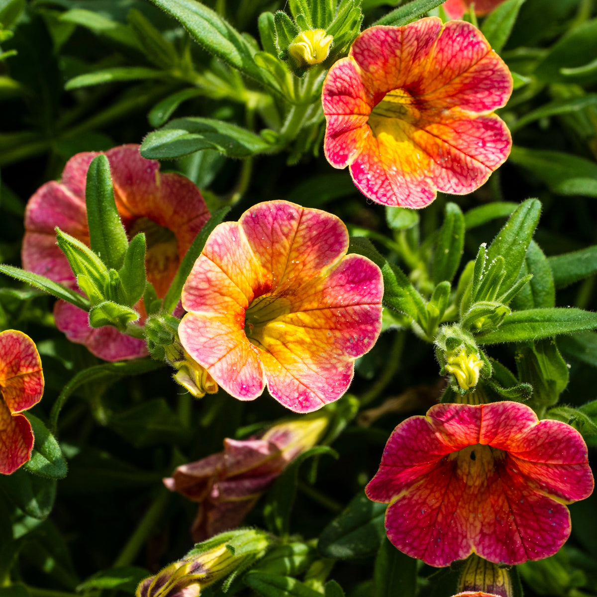 3 Pétunias retombants jaunes roses