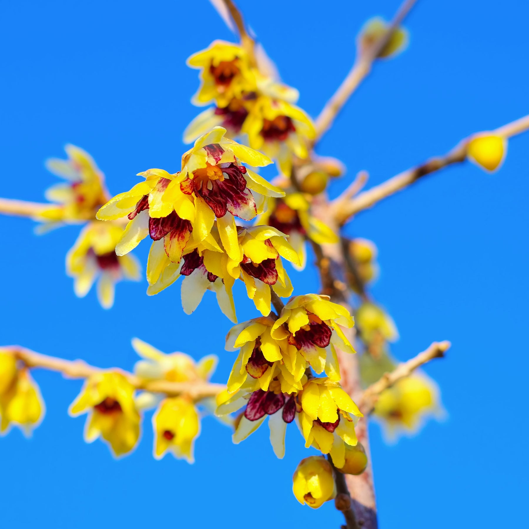 Arbustes à fleurs - Chimonanthe précoce - Chimonanthus praecox