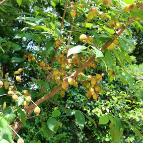 Chimonanthe précoce - Chimonanthus praecox - Plantes