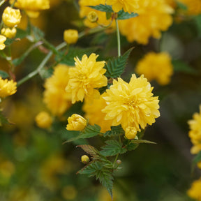 Corête du Japon - Kerria japonica pleniflora - Willemse