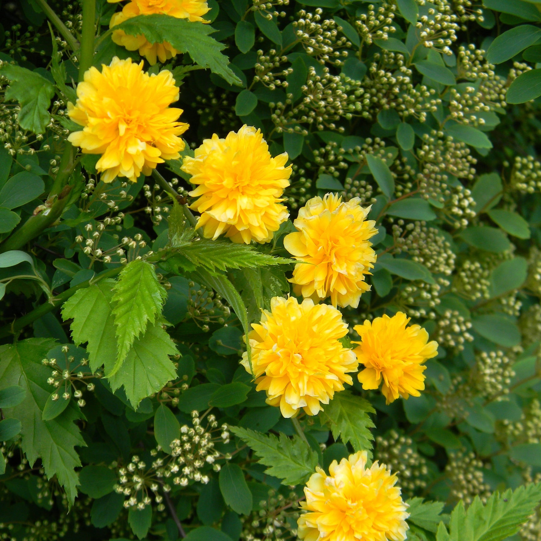 Kerria japonica pleniflora - Corête du Japon - Arbustes à fleurs