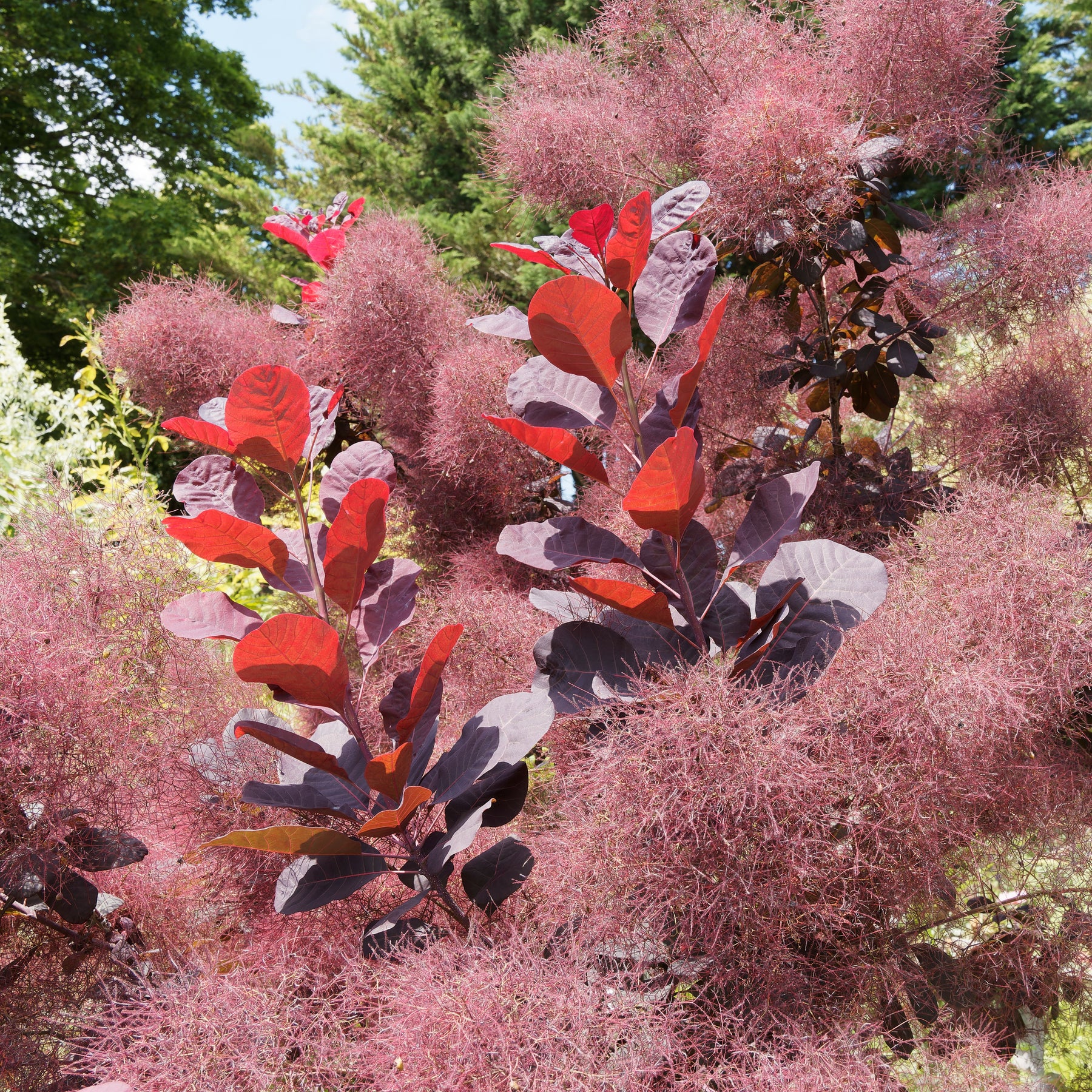 Arbustes - Arbre à perruque pourpre Royal Purple - Cotinus coggygria royal purple