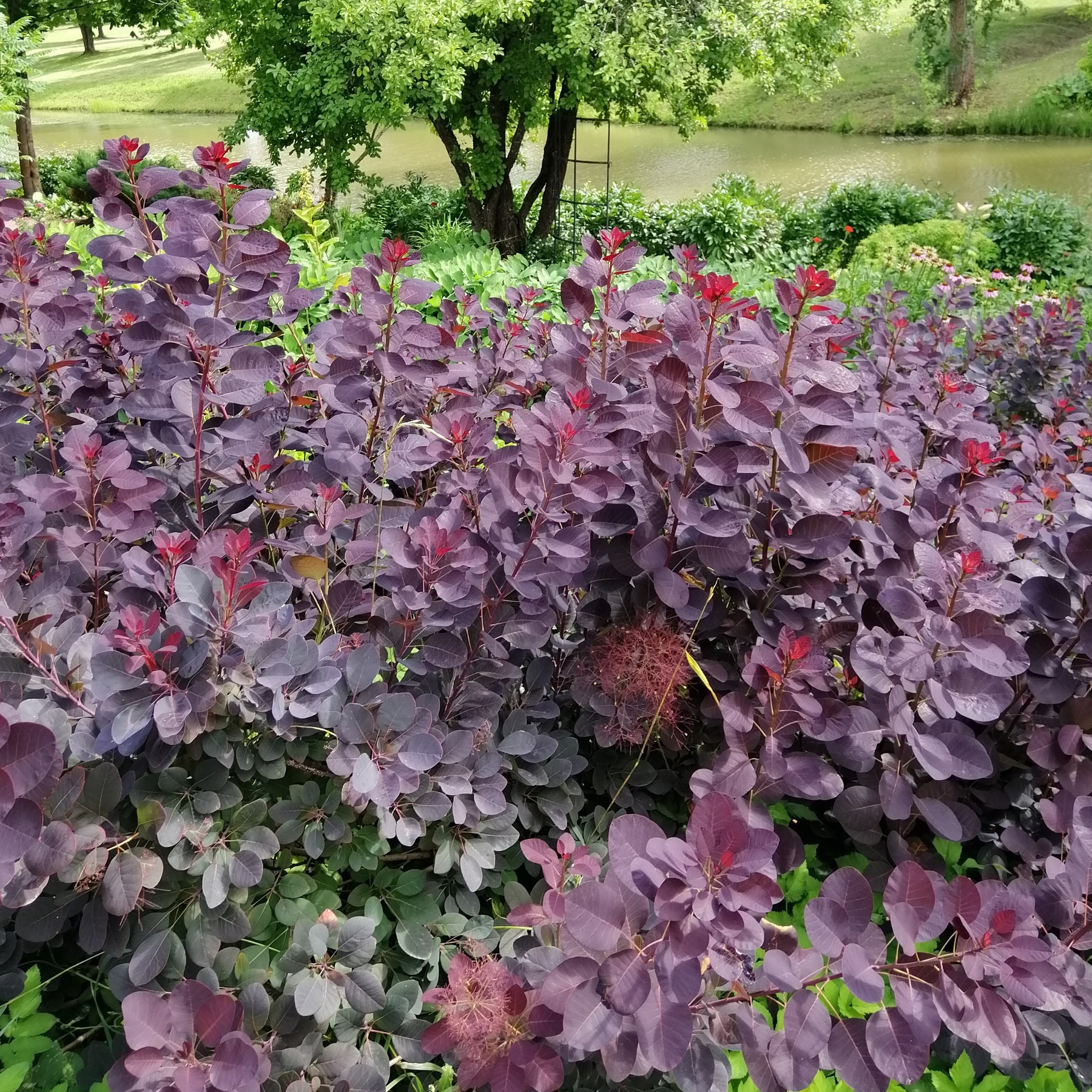 Arbre à perruque pourpre Royal Purple - Cotinus coggygria royal purple - Willemse