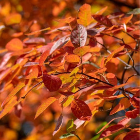 Amélanchier de Lamarck - Amelanchier lamarckii