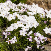 3 Phlox mousse blancs