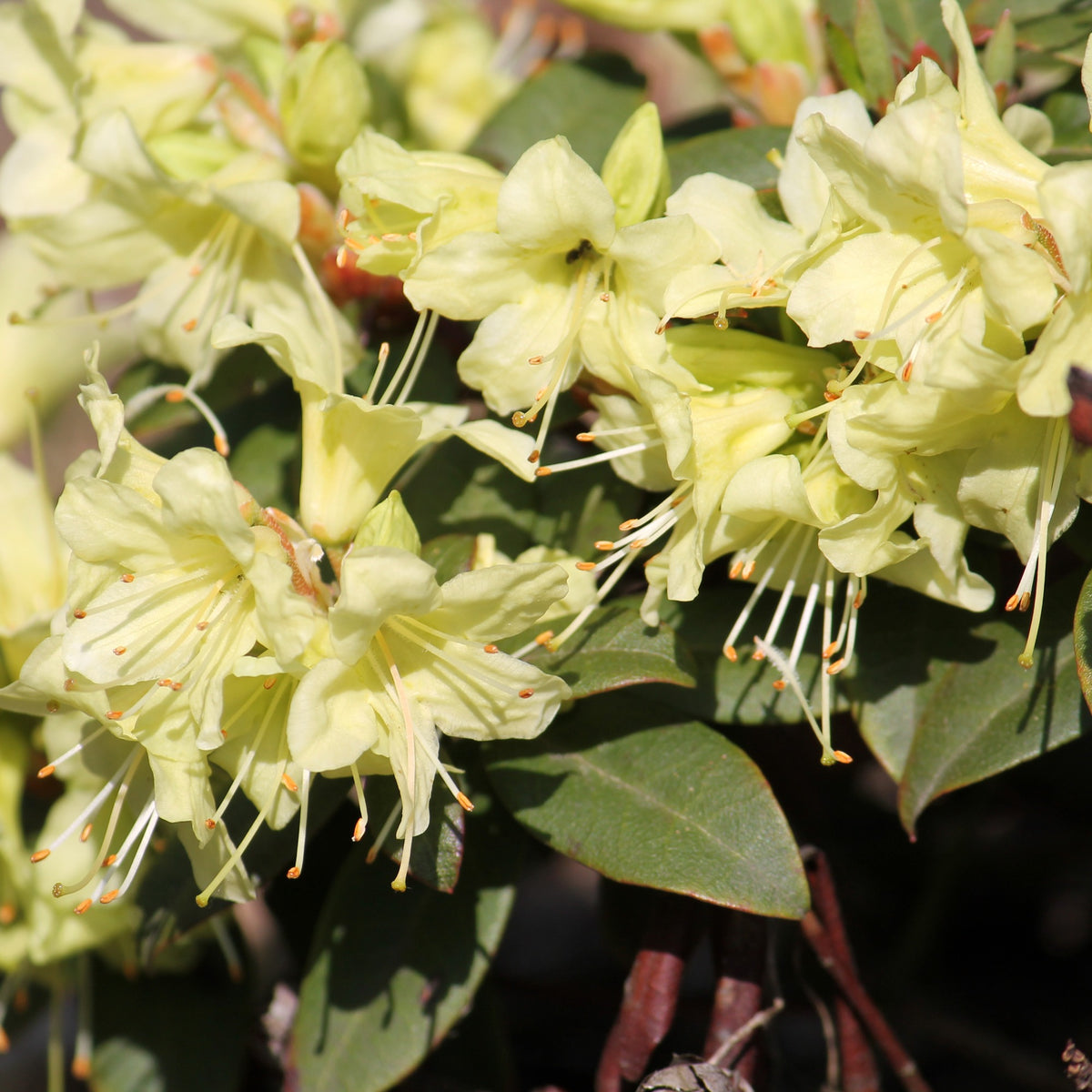 Rhododendron Princess Anne