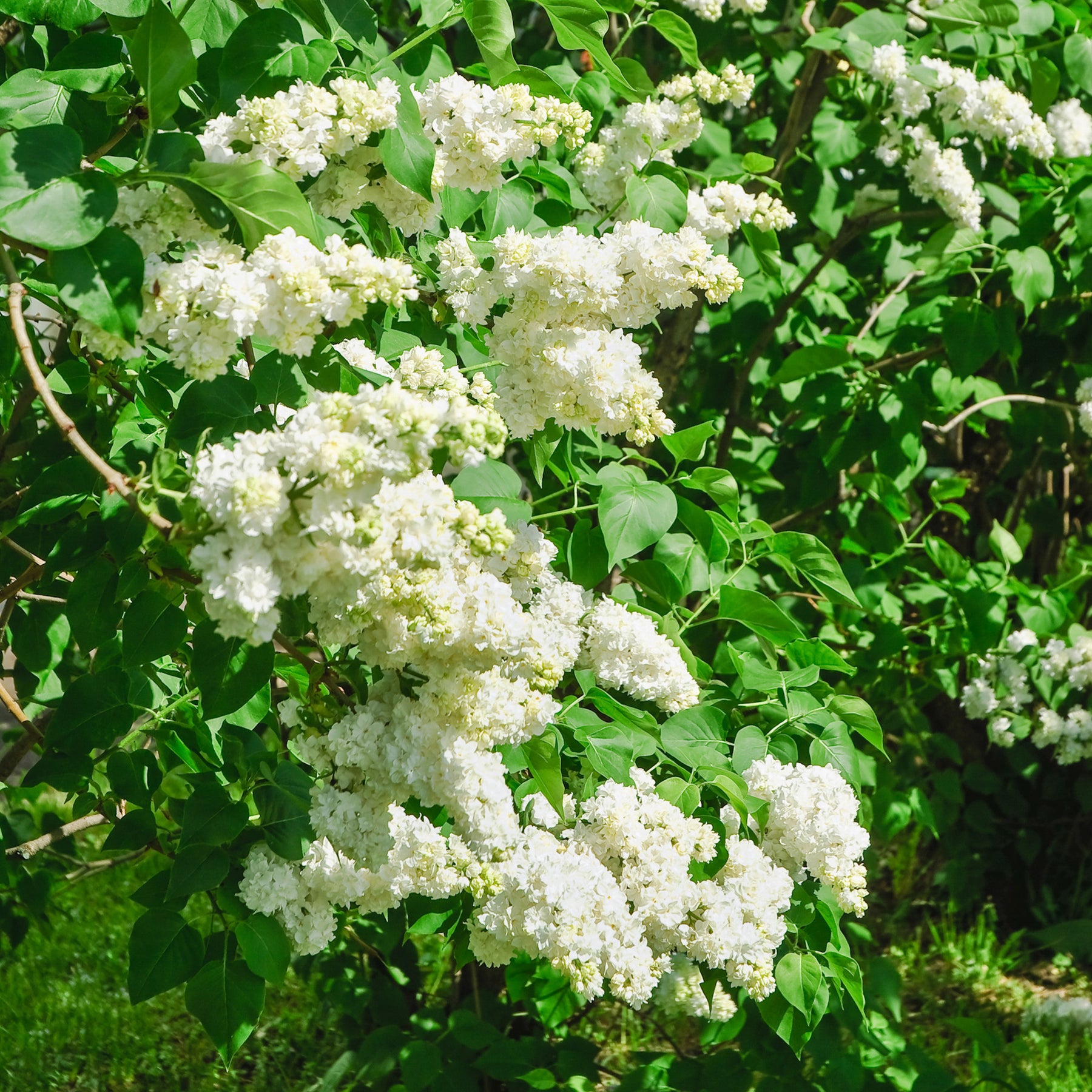 Lilas double blanc - Syringa vulgaris Mme Lemoine - Arbustes