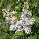 Lilas double blanc - Willemse