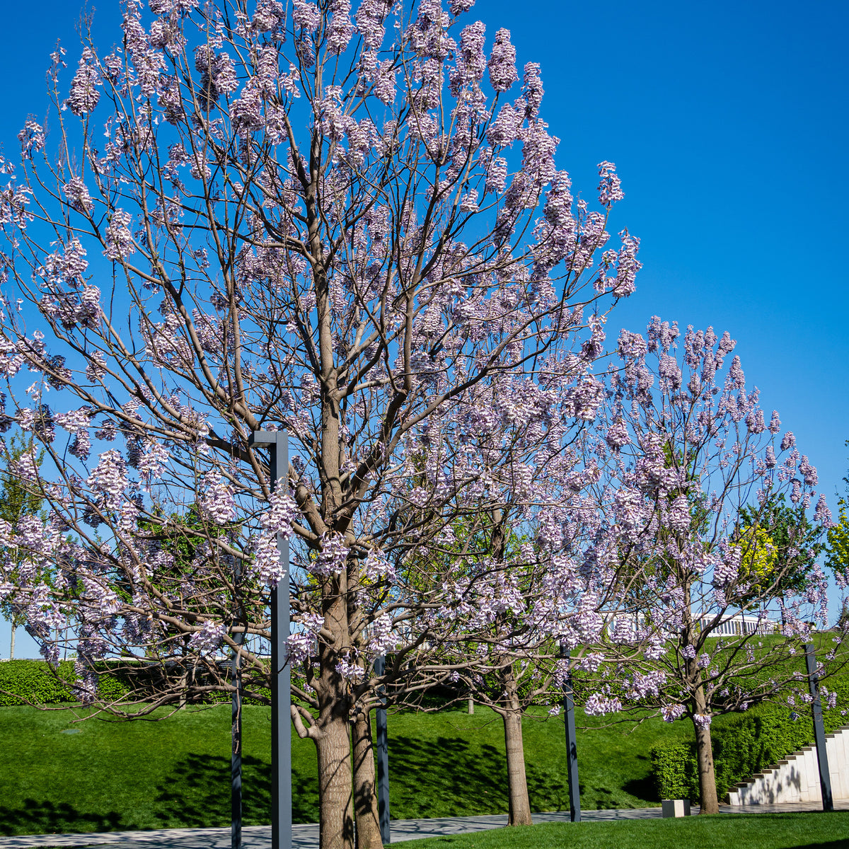 L'Arbre impérial - Paulownia tomentosa - Plantes