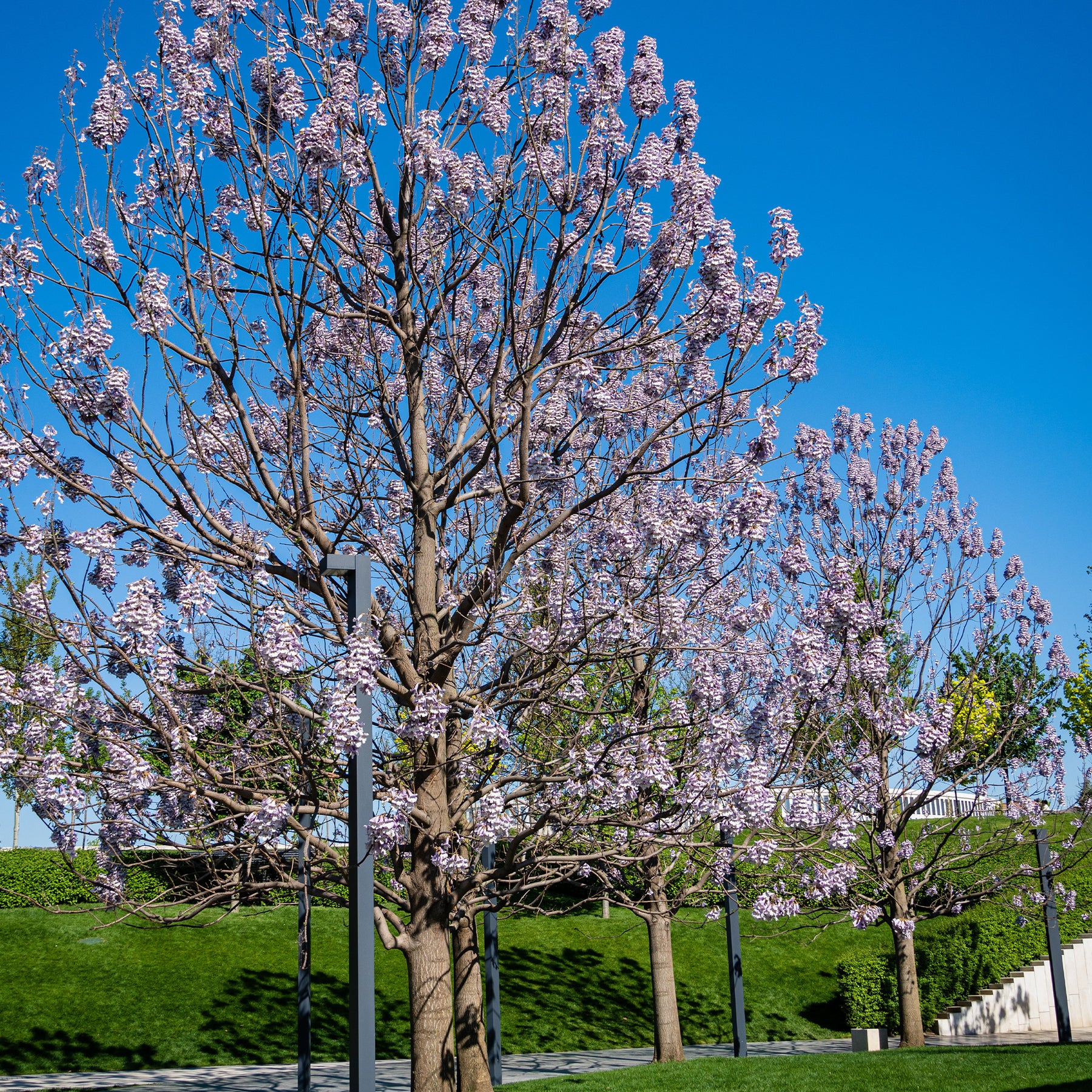 L'Arbre impérial - Paulownia tomentosa - Plantes