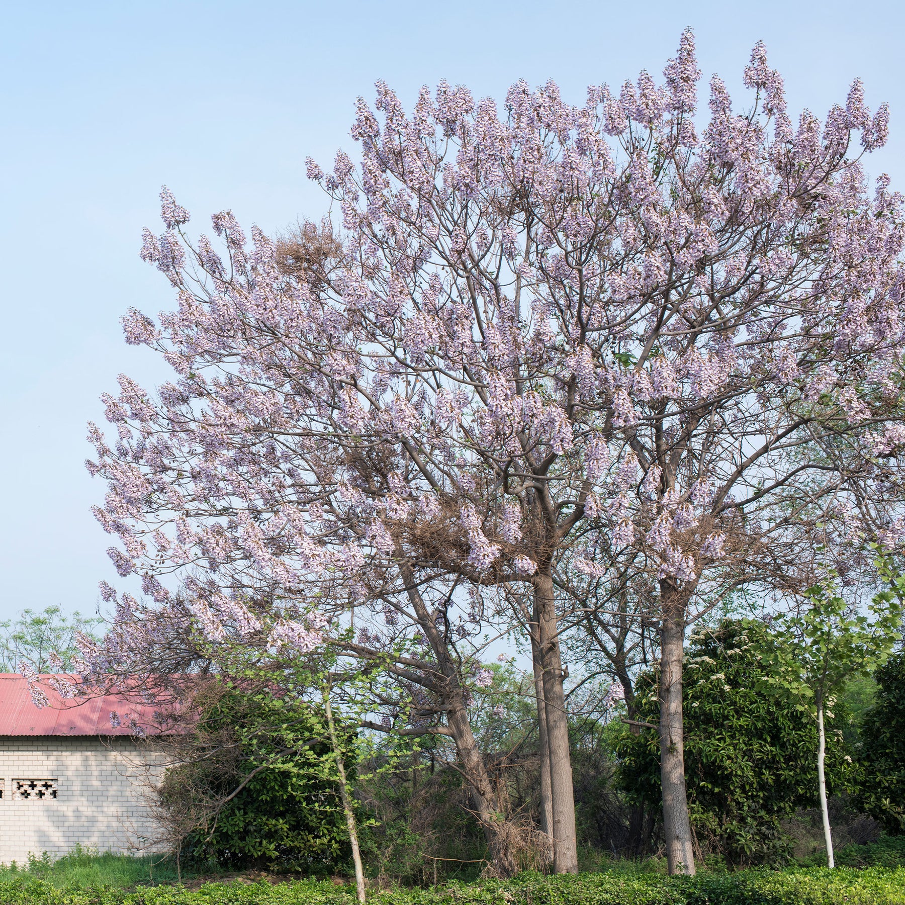 L'Arbre impérial - Paulownia tomentosa - Plantes