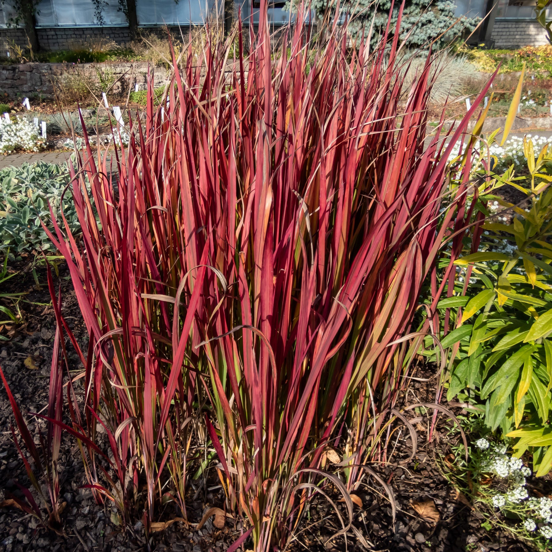 Collection de 7 plantes vivaces à feuillages originaux