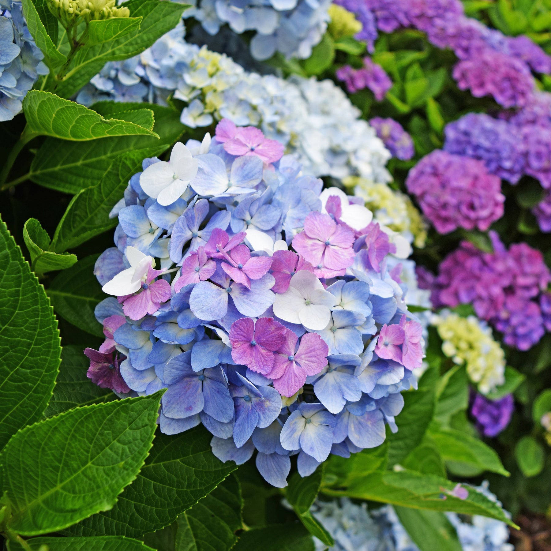 Collection d'Hortensias pour massifs et haies fleuris - 3 arbustes - Hydrangea macrophylla