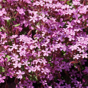 Collection de 15 plantes vivaces rampantes - 2 m² - Saponaria ocymoides, Campanula poscharskyana, Sedum acre, Phlox subulata - Plantes