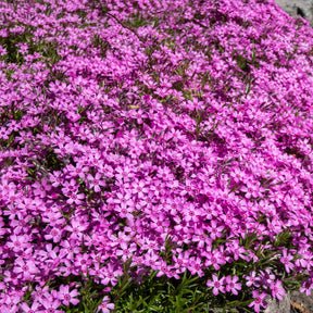 Saponaria ocymoides, Campanula poscharskyana, Sedum acre, Phlox subulata