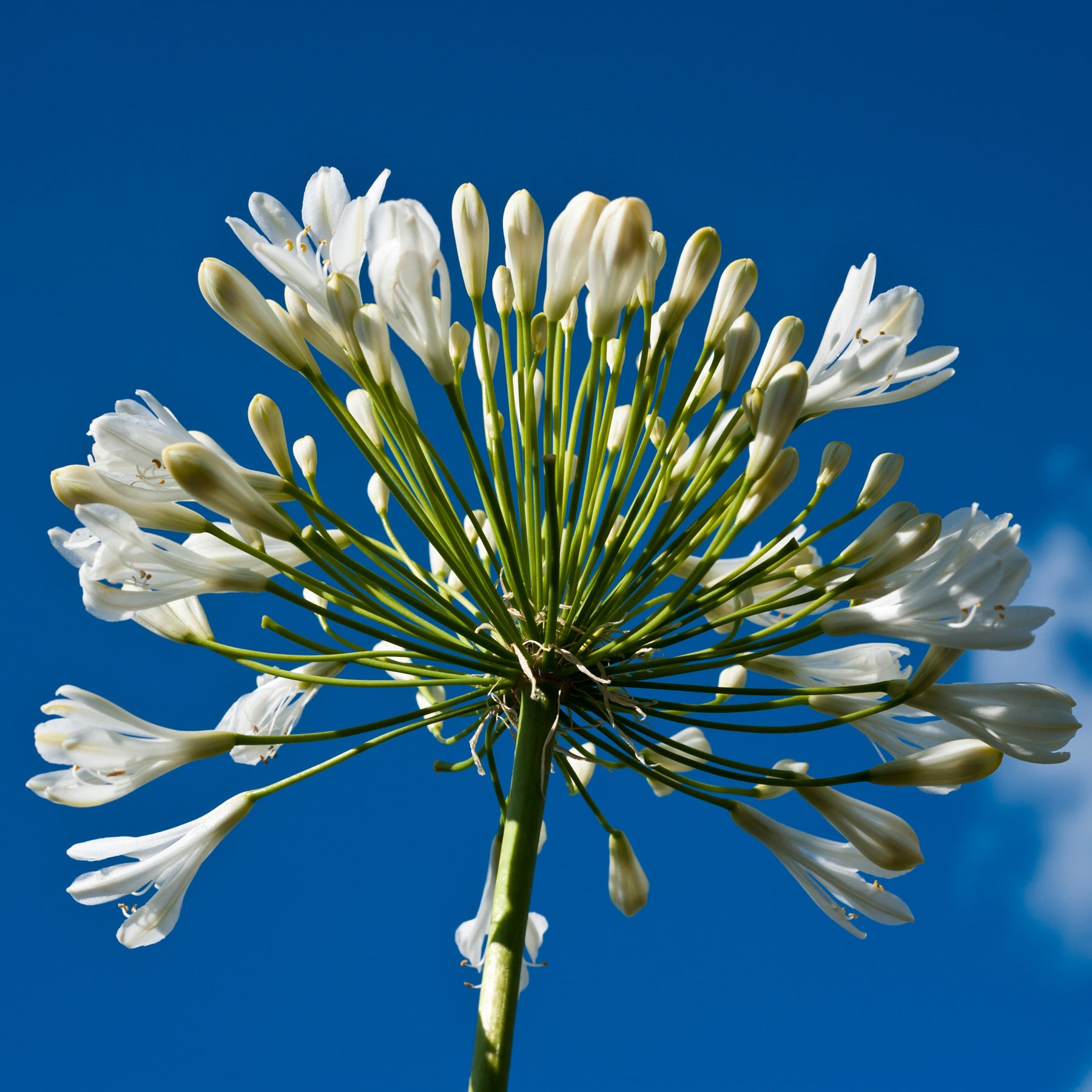 2 Agapanthes blanches - Agapanthus polar ice - Plantes vivaces