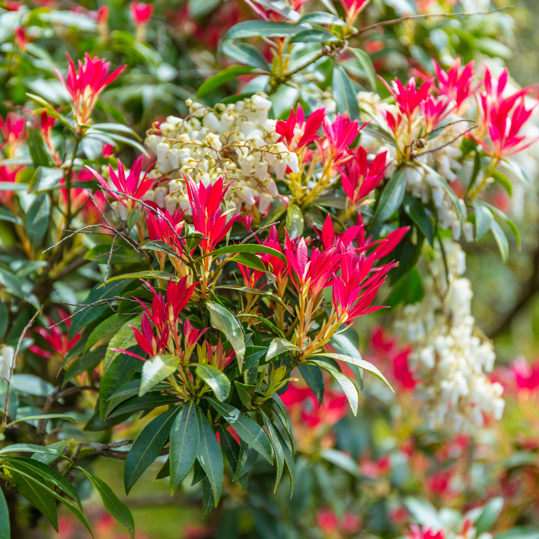 Pieris Forest flame