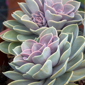 Echeveria pearl von Nuernberg - Willemse