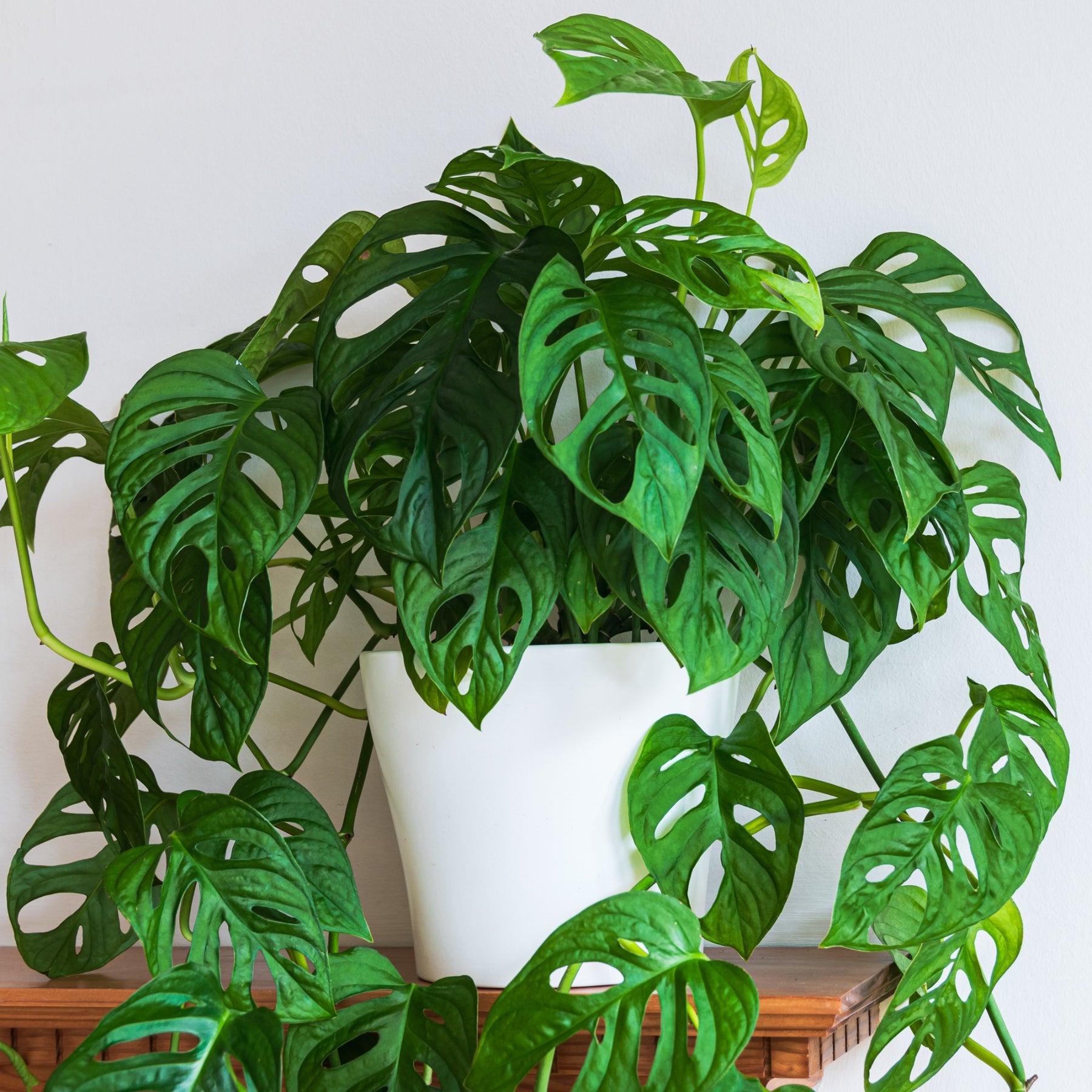 Philodendron Monstera Monkey Mask - Willemse