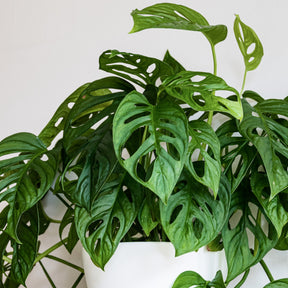 Philodendron Monstera Monkey Mask - Monstera deliciosa monkey mask - Willemse