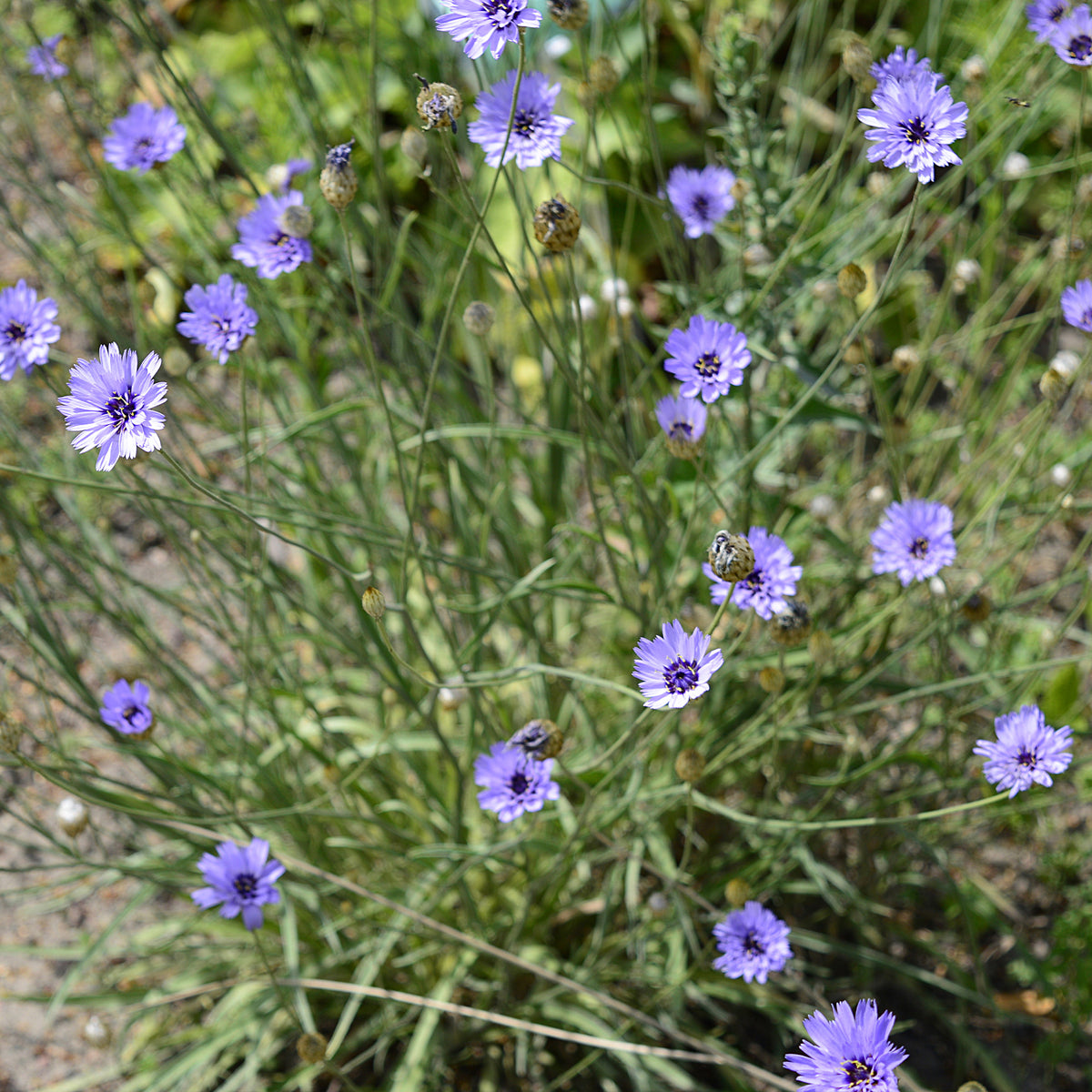 Catananche bleue - Cupidone - Willemse