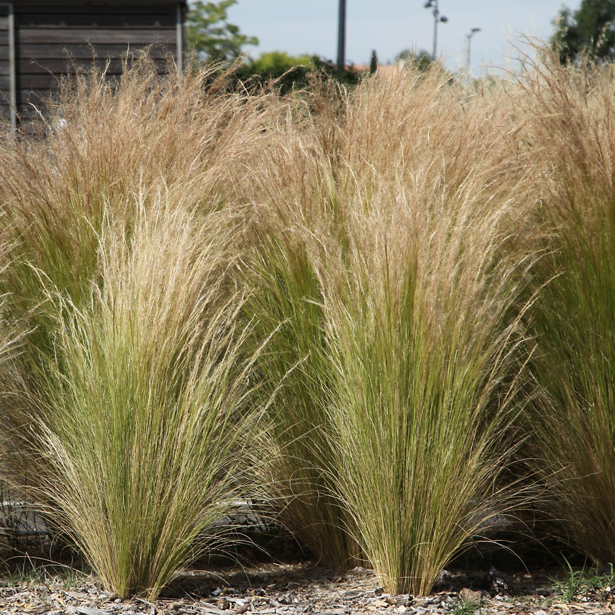 Stipa tenuissima - Cheveux d'ange - Willemse