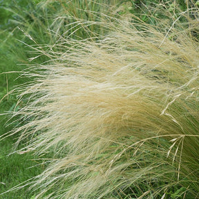 Stipa tenuissima - Cheveux d'ange - Stipa tenuissima - Willemse