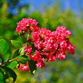 Lagerstroemia indica Red Imperator - Lilas des Indes rouge - Lilas des Indes