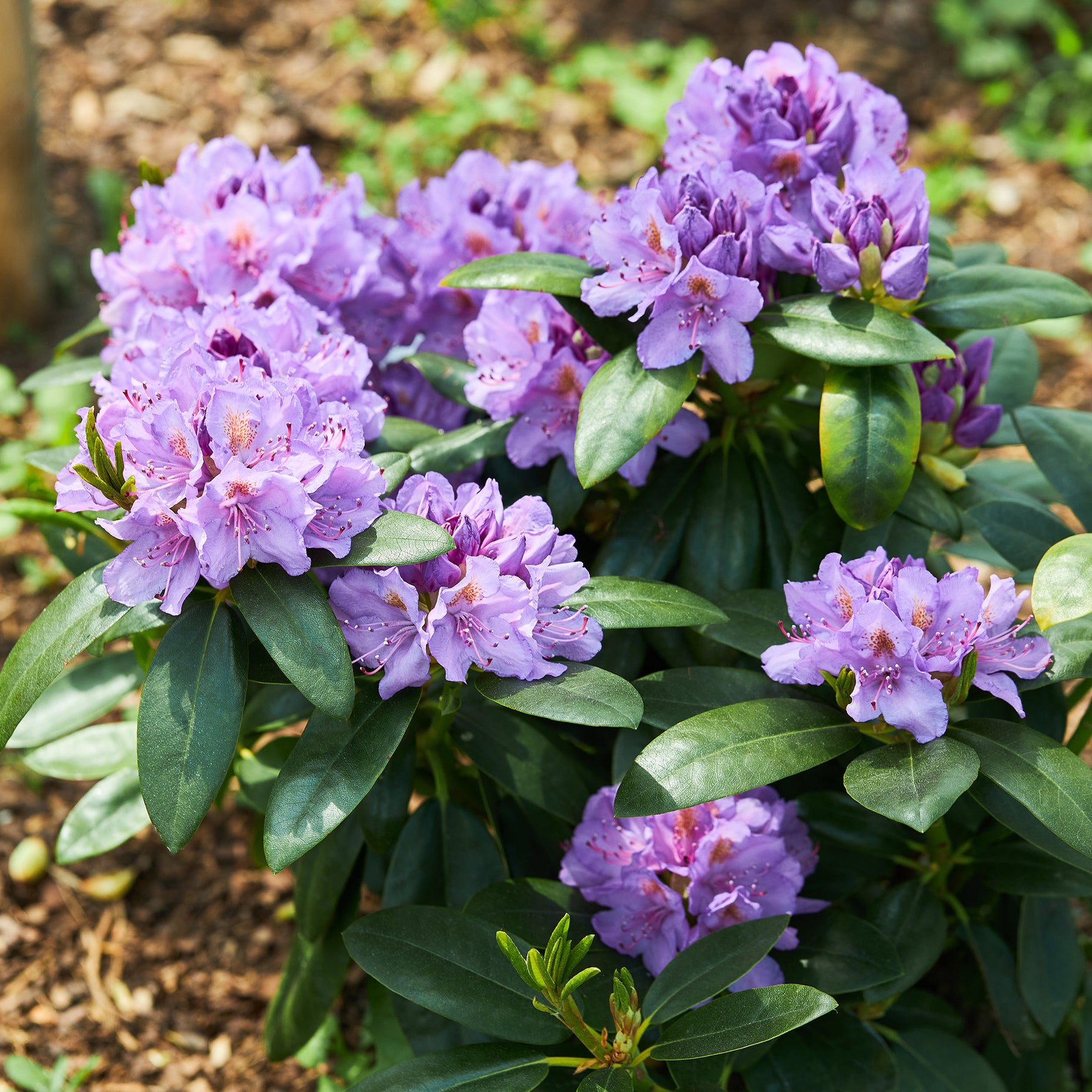 Rhododendron catawbiense grandiflorum - Willemse