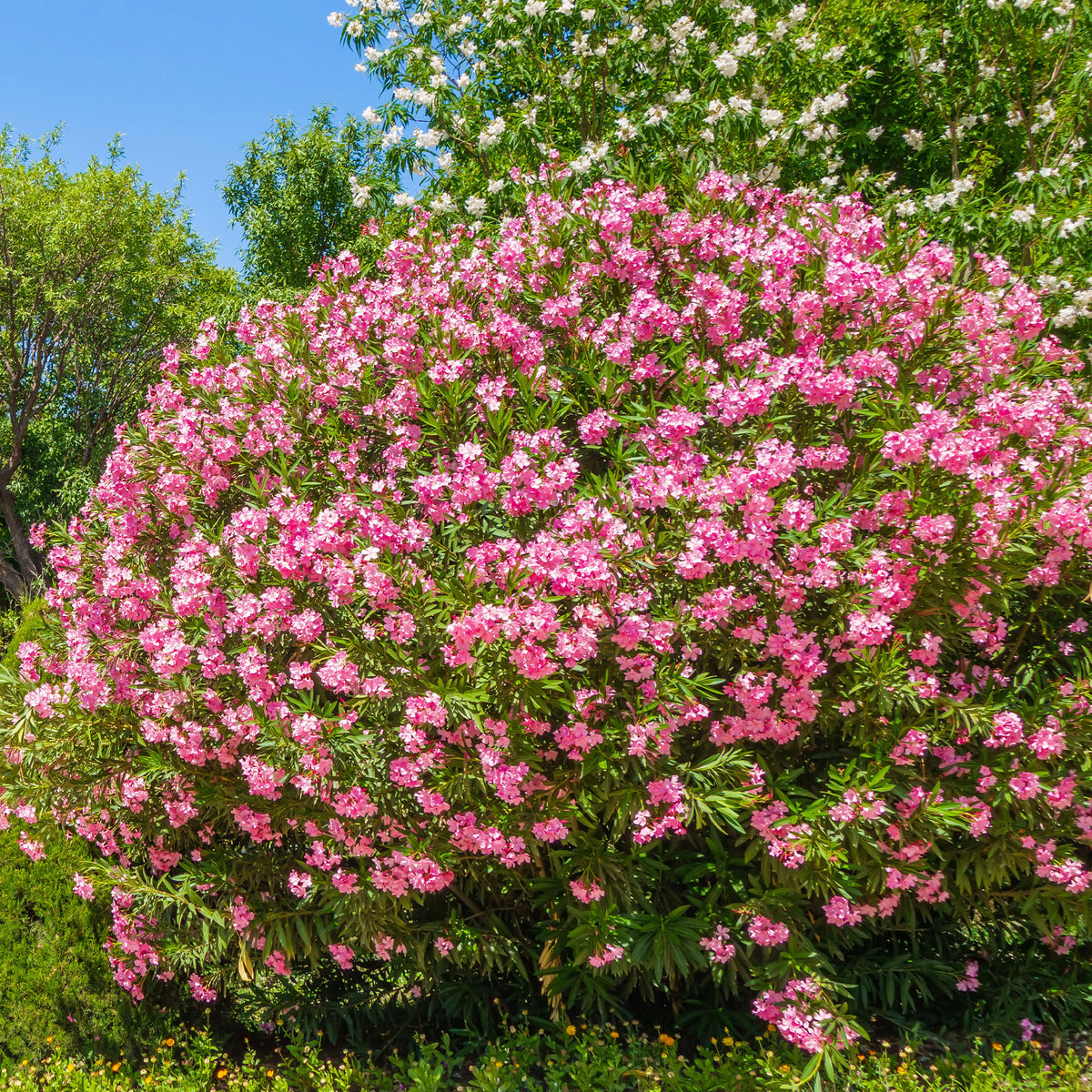 Laurier-rose - Nerium oleander