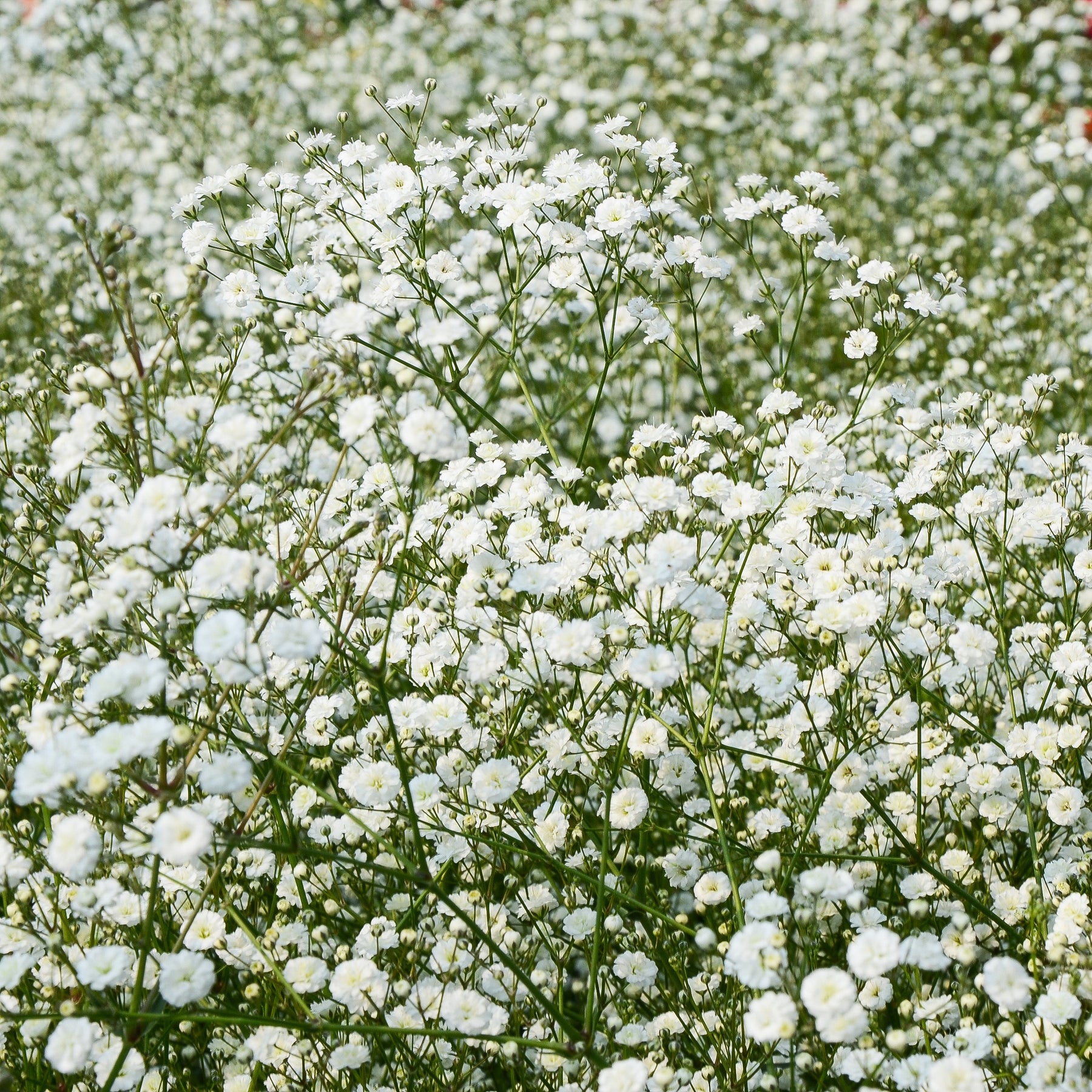 Collection de 15 plantes vivaces  - 2 m² - Helenium, Monarda,  Phlox paniculata, Rudbeckia Goldstrum, Gypsophila paniculata, Liatris spicata, Solidago, Astilbe